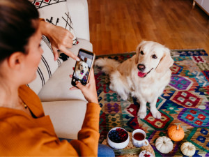 Woman taking a picture of of her golden retriever dog with a phone at home