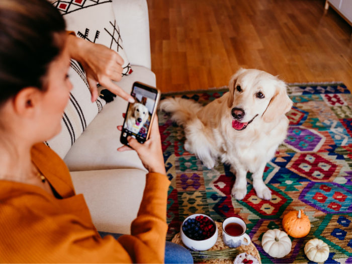 Woman taking a picture of of her golden retriever dog with a phone at home