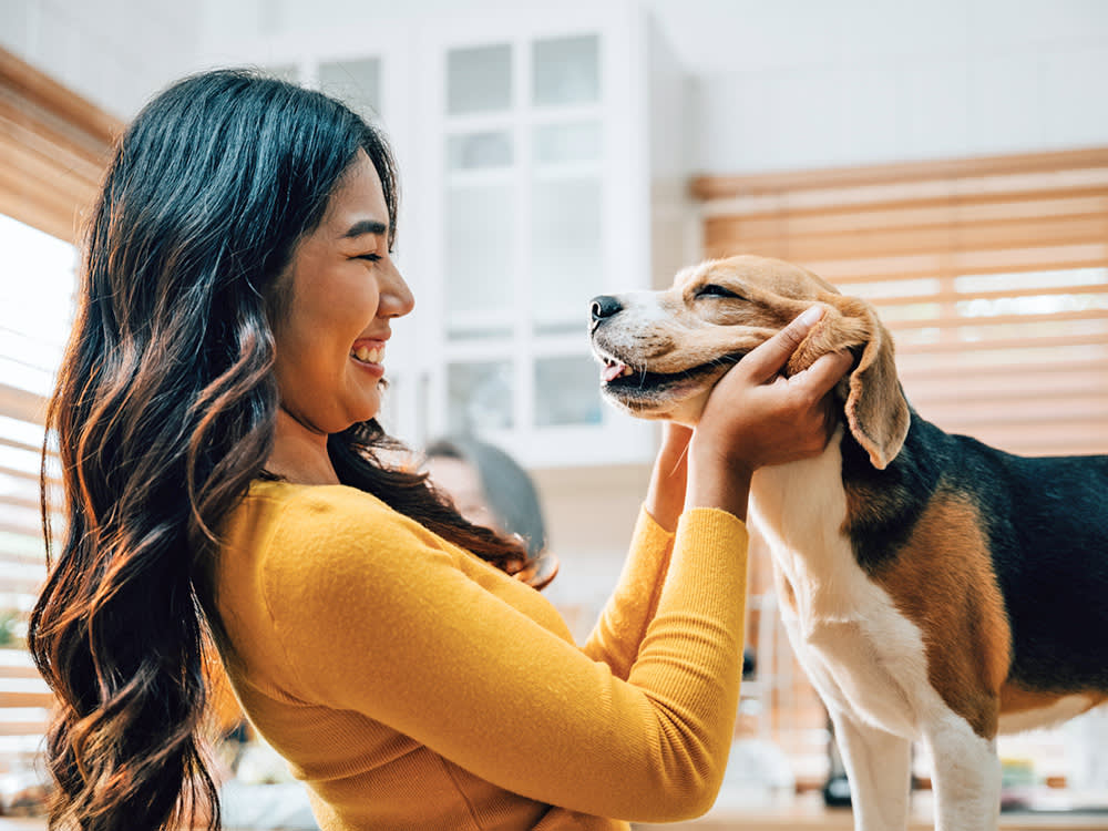 Woman looking into her Beagle dog's eyes.