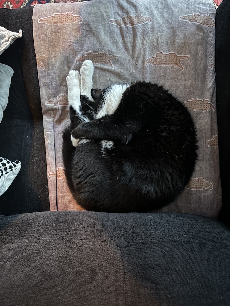 a black and white cat curled up in a shrimp position