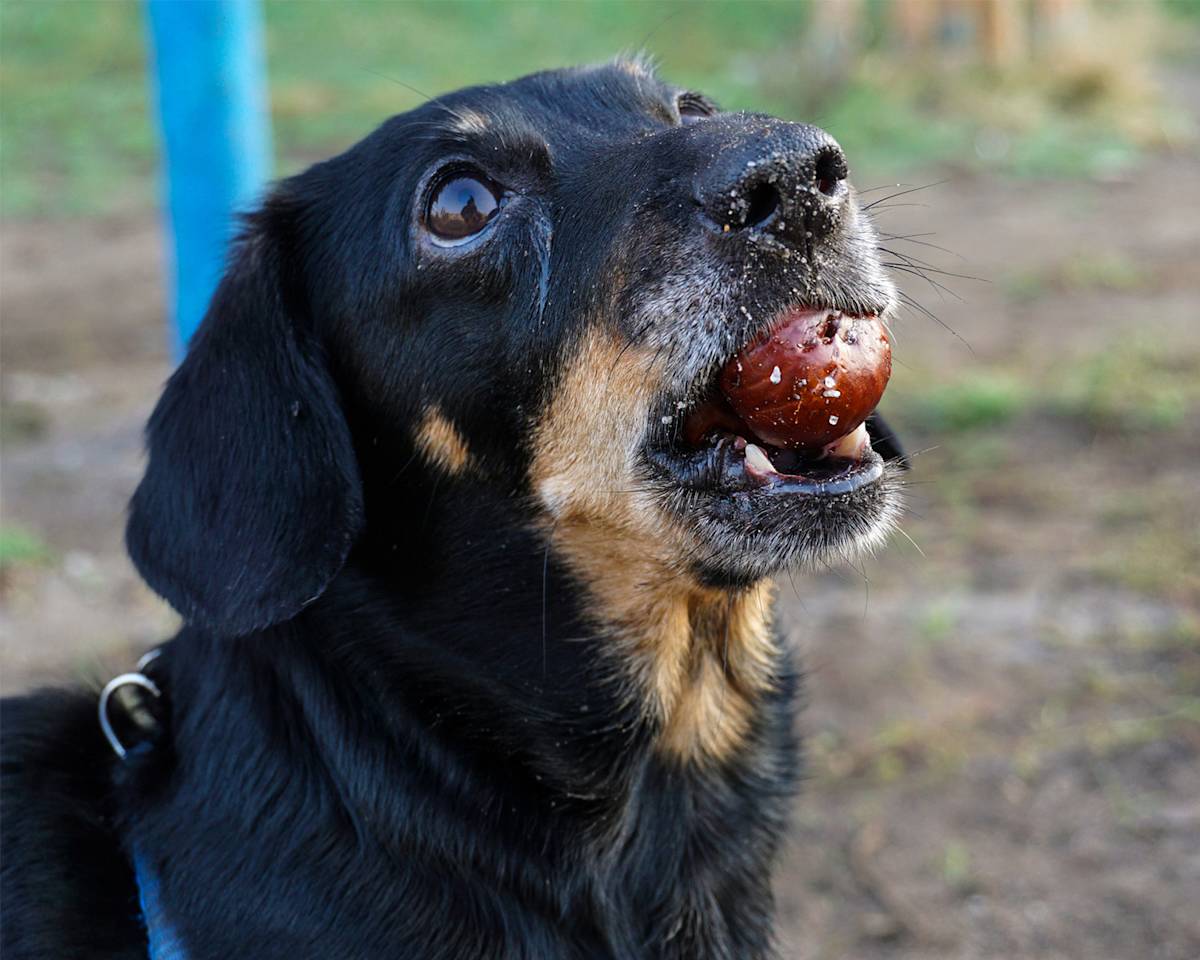 Dog with conker in their mouth