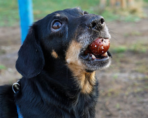 Dog with conker in their mouth