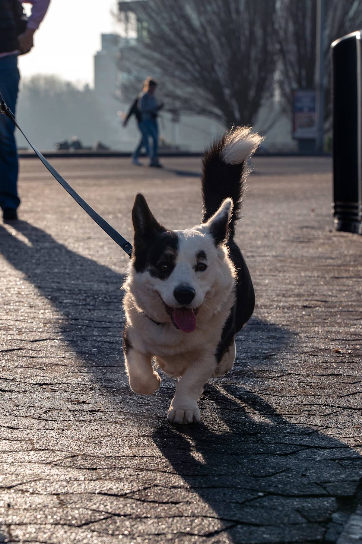 Dog at crufts