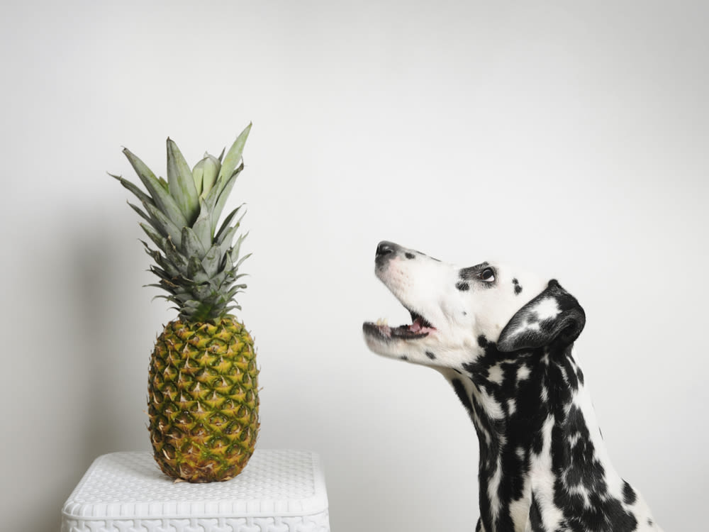 A dalmatian standing next to a pineapple. 