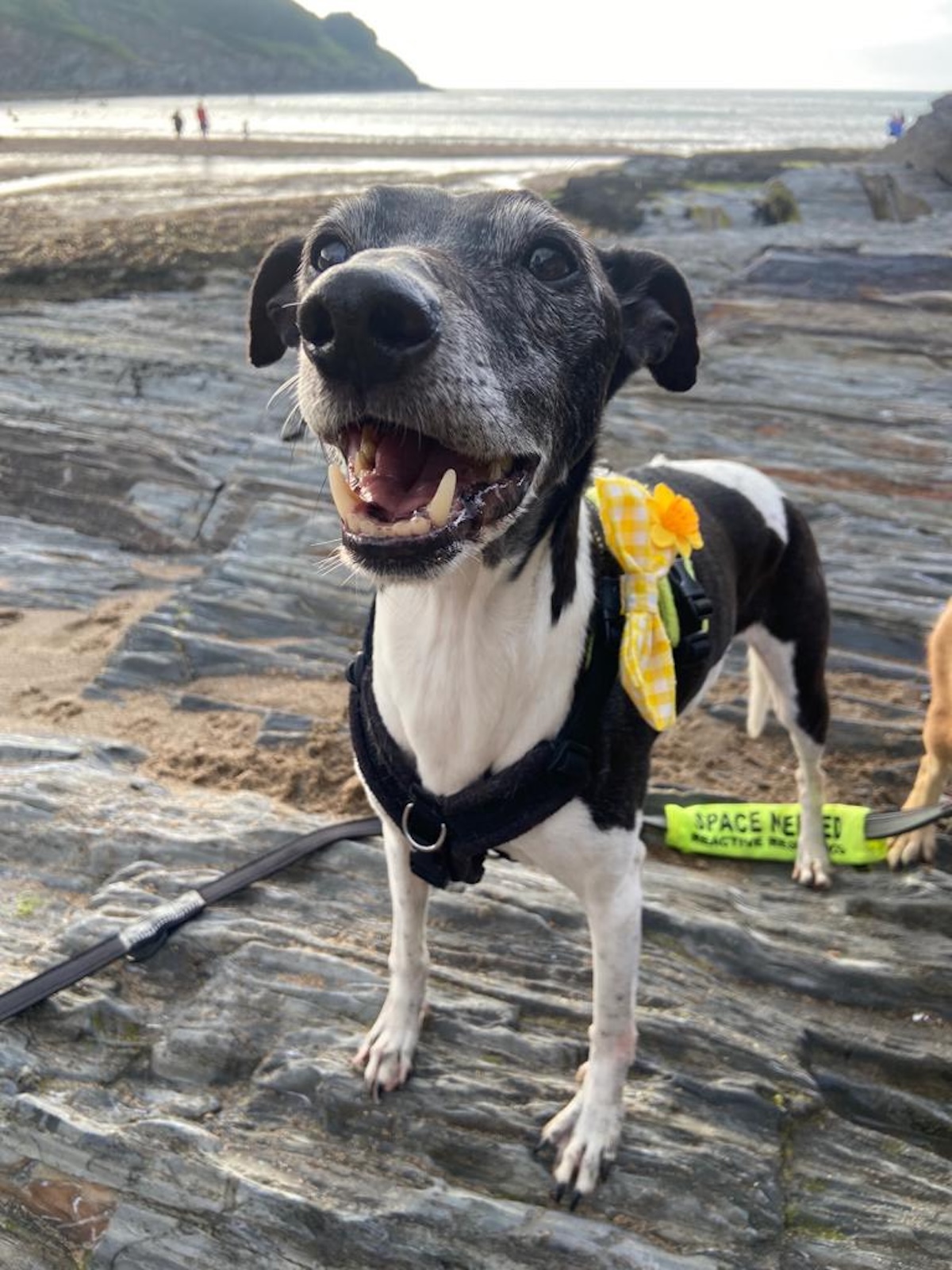 a picture of a small black and white dog on a beach