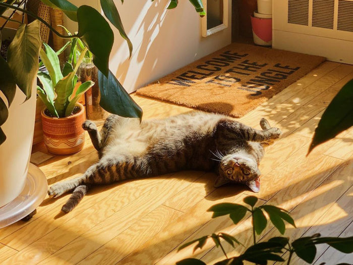 Phoebe Cheong's cat, Pixel, lounging in a sunbeam