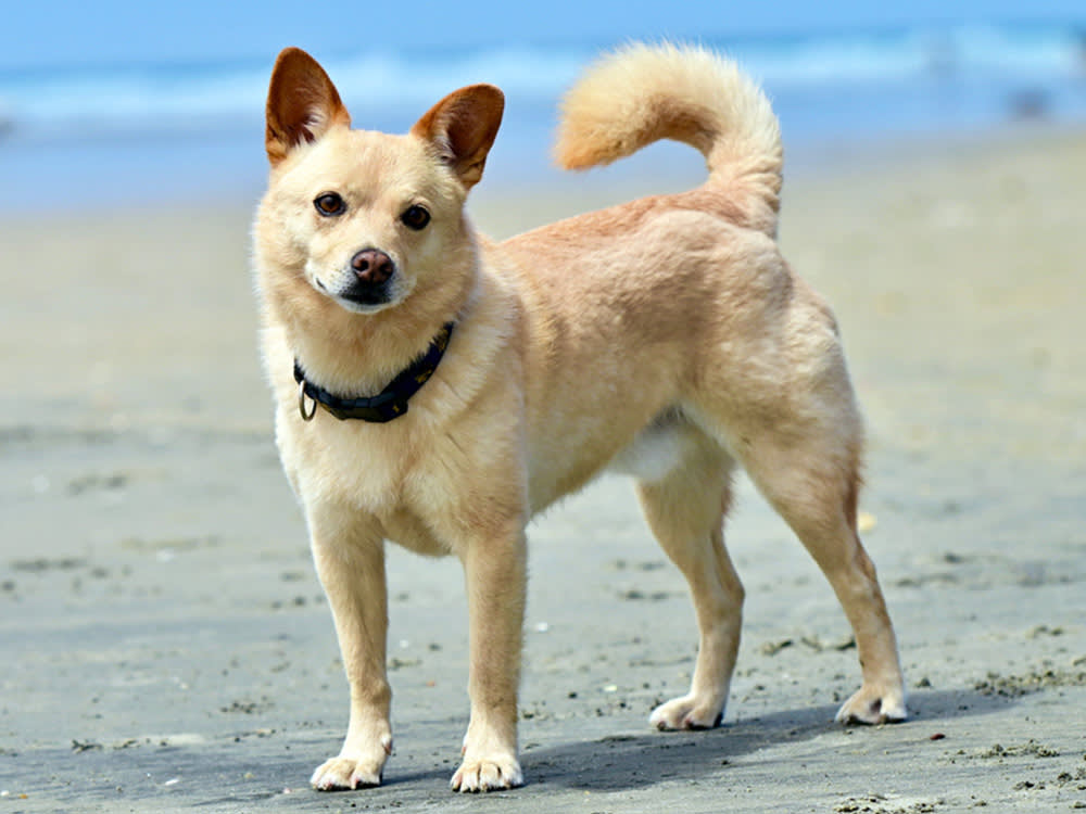 A cream-colored dog stands on a sandy beach.