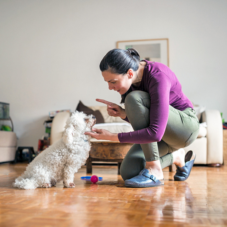 Woman scolding dog for being naughty at home.