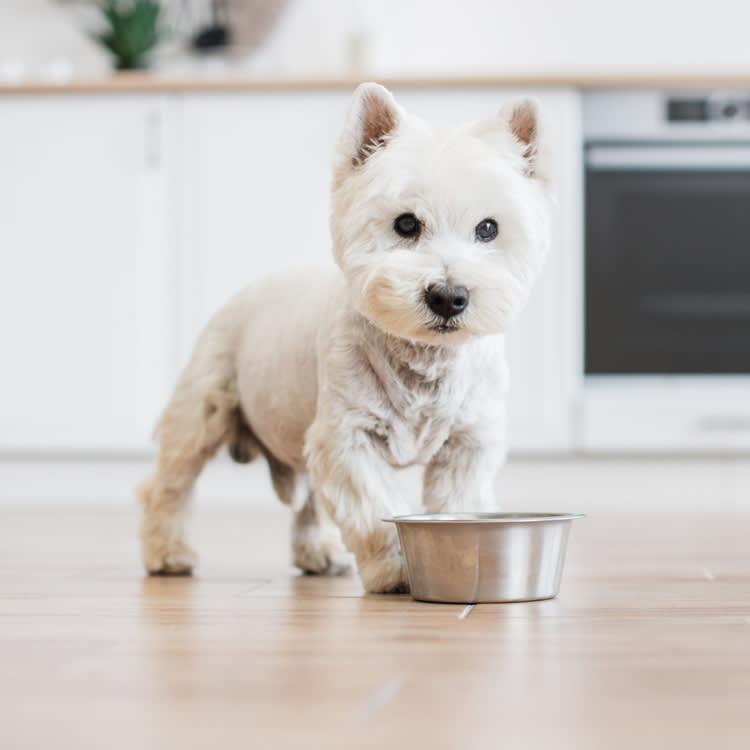 Dog with a food bowl 