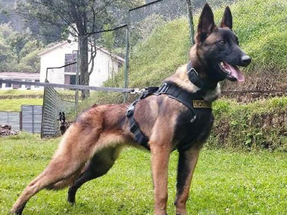 Hero dog Wilson, a Belgian Shepherd, who saved four children stranded in Amazon jungle is now lost himself.