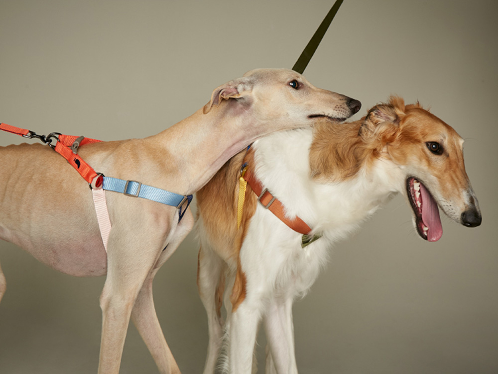 two dogs with colorful leashes and harnesses