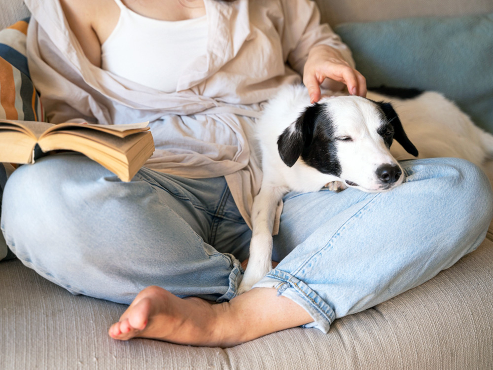 Dog sleeping on woman's lap at home.