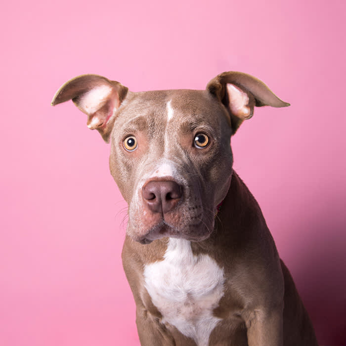 a brown dog with uncropped ears