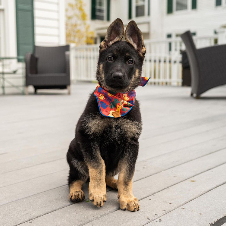 The Dogist X Andrea Cáceres X Foggy Dog Collaboration Is All Your Pet ...