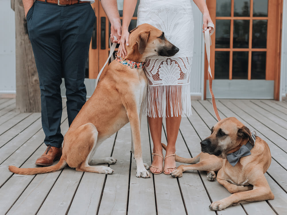 Bride and Groom with Dogs on Wedding Day 