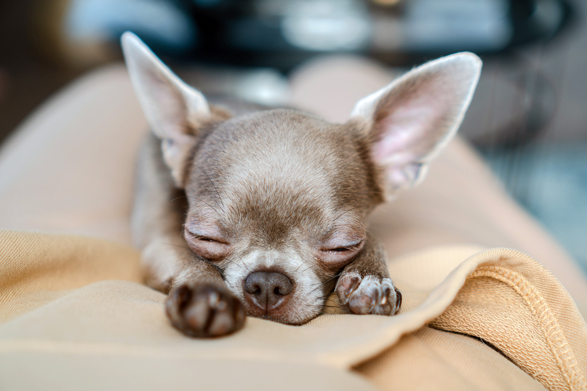 Small dog in Sphinx pose