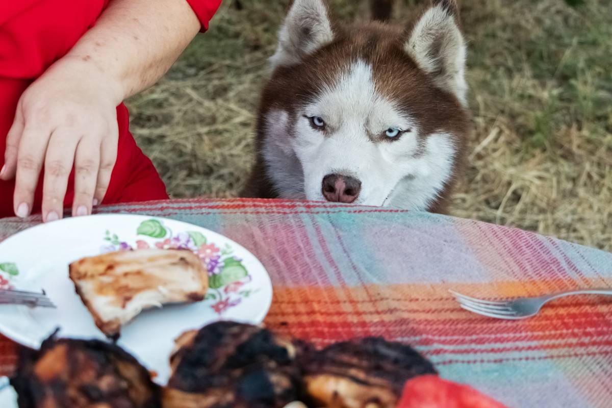 husky looking devilishly at a plate of barbecued chicken
