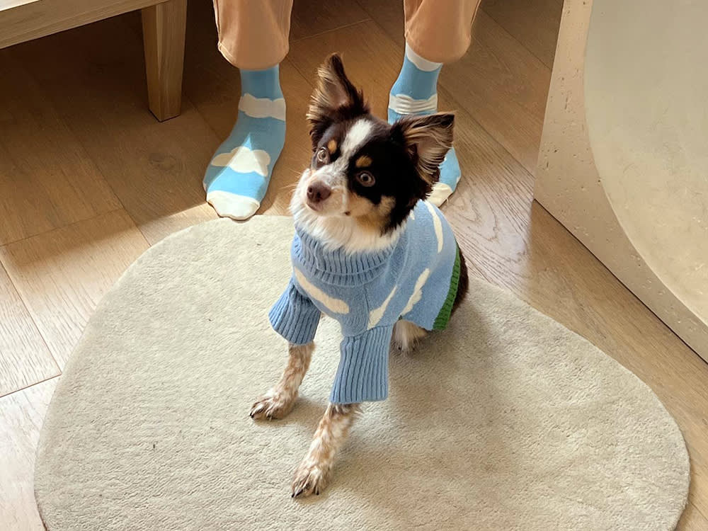 dog wearing blue turtleneck sweater with clouds on it