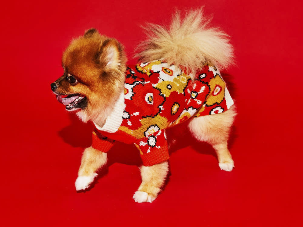 a small dog in a flower printed sweater 