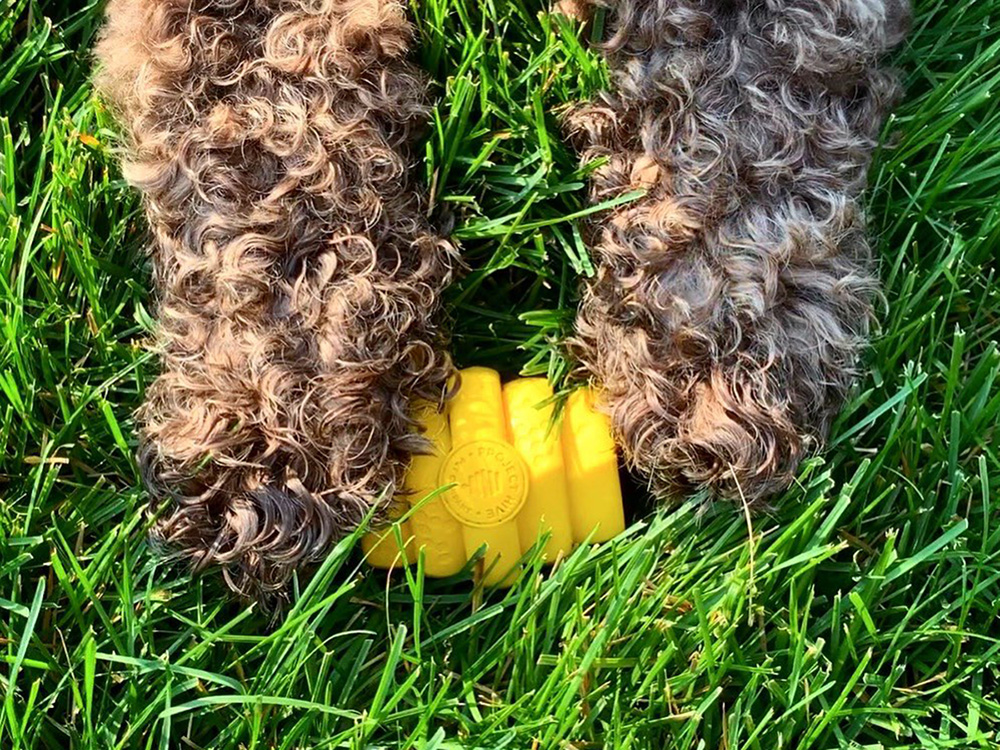 project hive dog toy