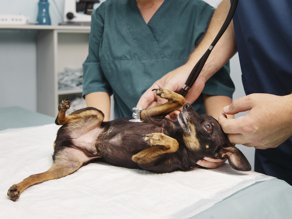 What to Expect at the Emergency Vet · The Wildest