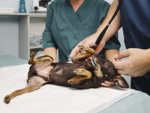 A dog getting checked out at the vet 