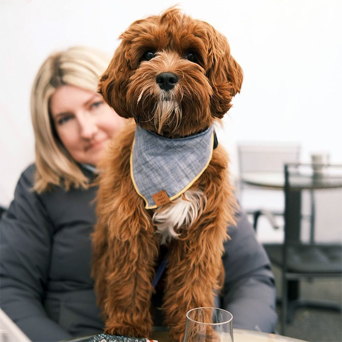 a dog at Hillside brewing