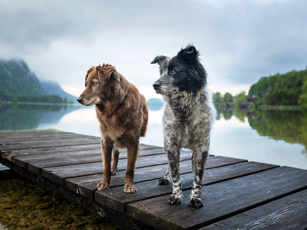 Two dogs looking out over the water outside.