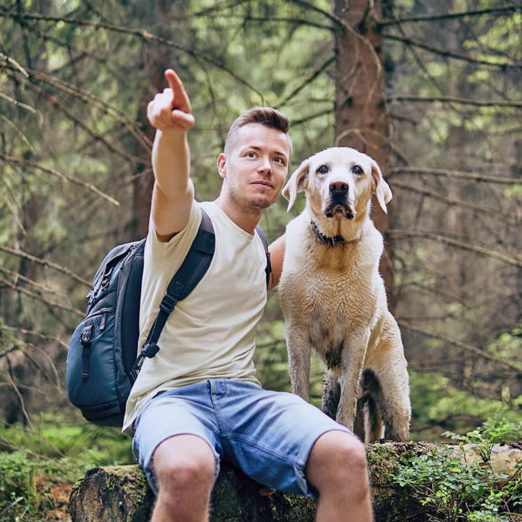 Man pointing to something in the distance with his Labrador dog in the woods.