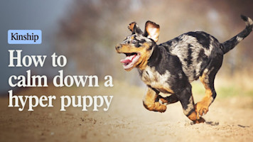 Stop Puppy Zoomies! 6 Tricks to Calm Your Pup