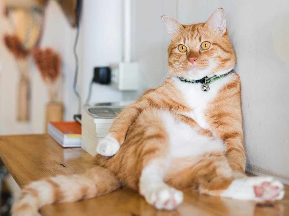 A fat cat lounging on a shelf. 