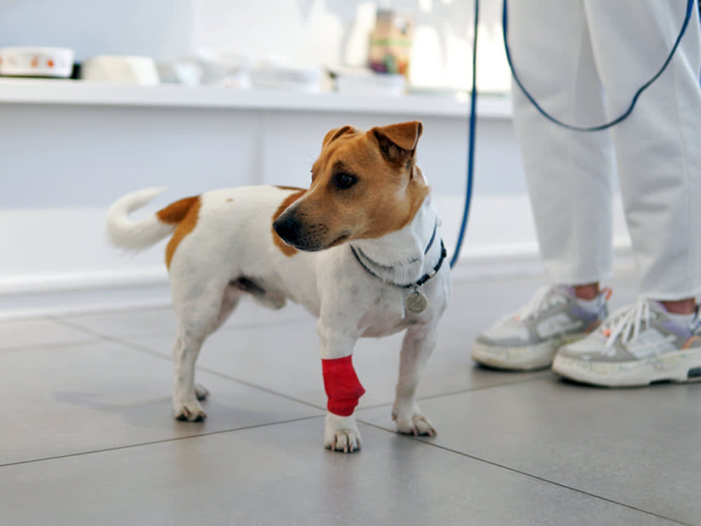 A small white and brown dog stands in a veterinary clinic with a red bandage on his front leg.