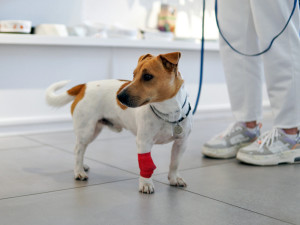 A small white and brown dog stands in a veterinary clinic with a red bandage on his front leg. 