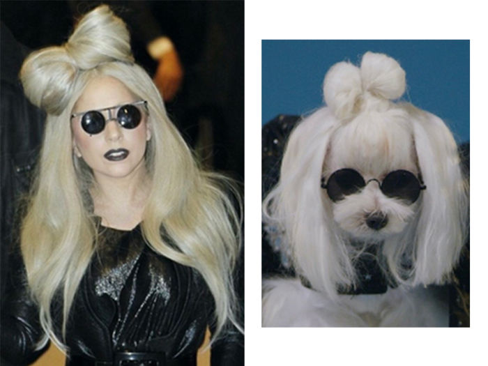 Lady Gaga and a dog styled to look like her