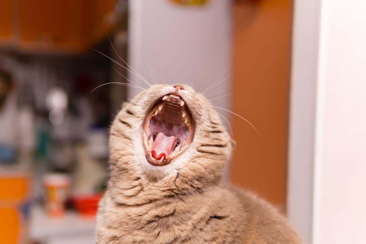 a picture of a cat with their mouth wide open