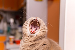 a picture of a cat with their mouth wide open