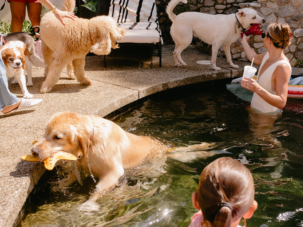 Three dogs gathered around a pool, one large yellow dog swimming with a toy