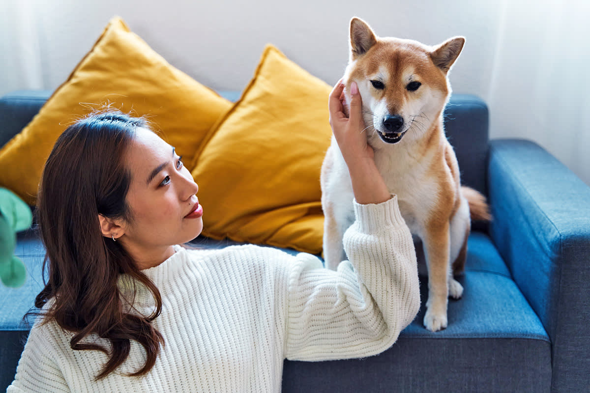 a woman scratches her dog on the couch, dog looks ahead