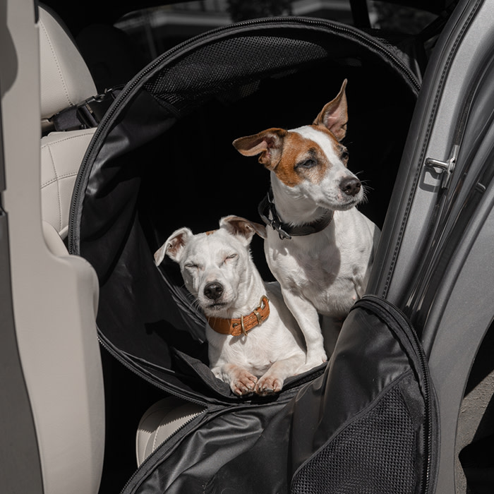dogs in a black carrier in car