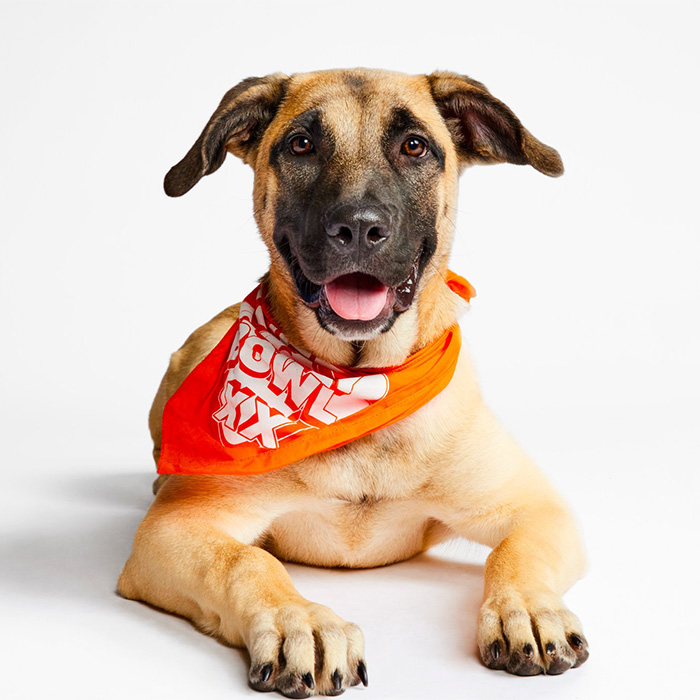 Rebekah puppy bowl large brown dog