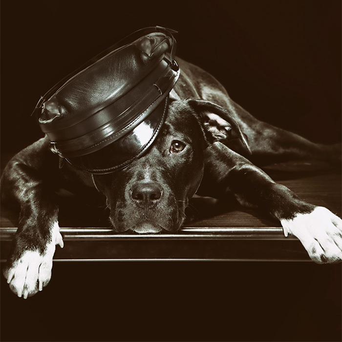 a black dog in a hat