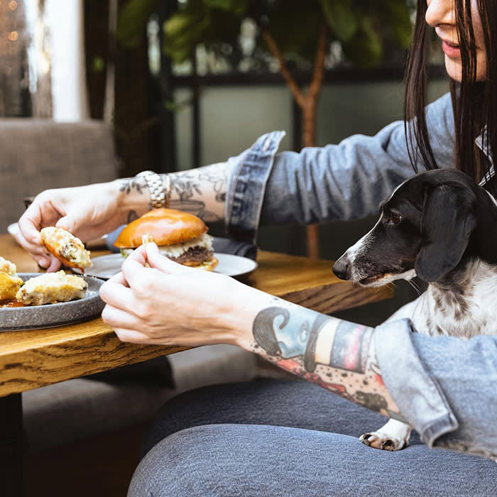 dog sitting on a person's lap in front of a table with burgers on it
