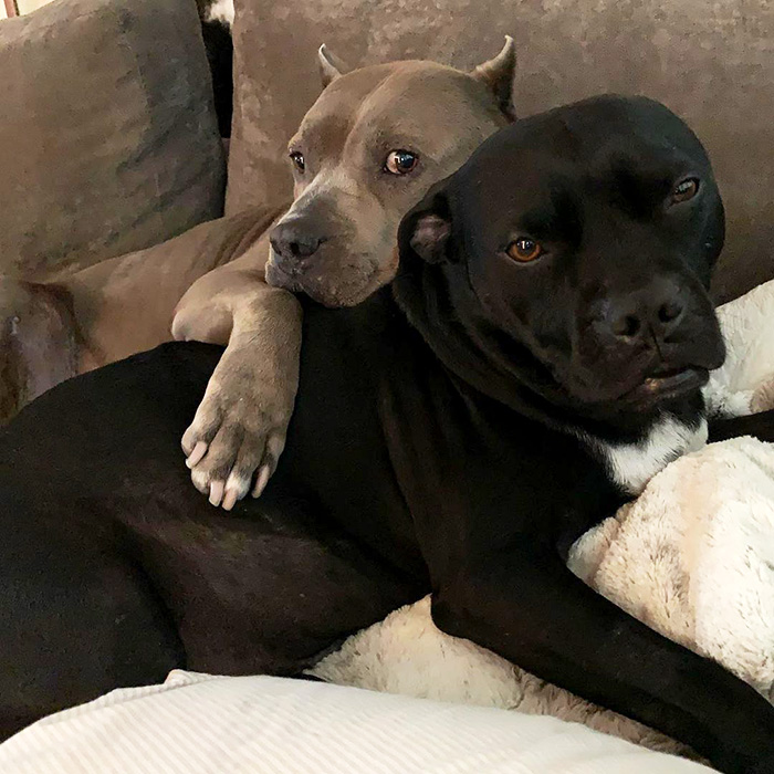 Rebecca Corry's two dogs cuddling on couch