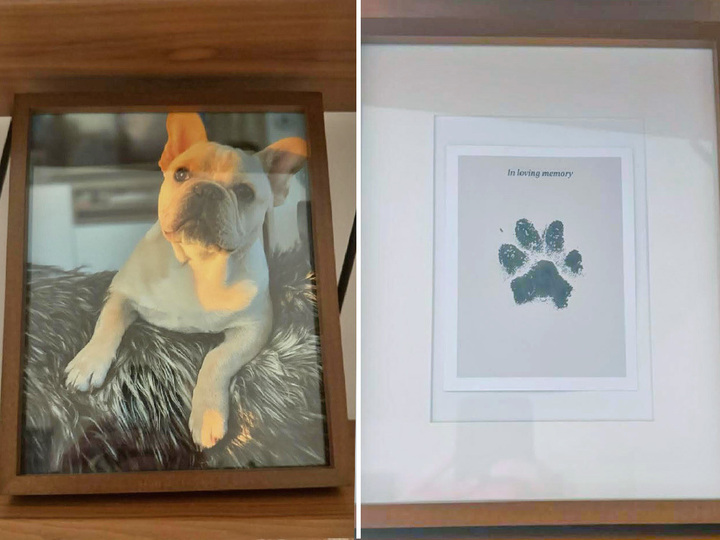 Ash, left, died on an Alaska Airlines flight in February; his framed paw print 