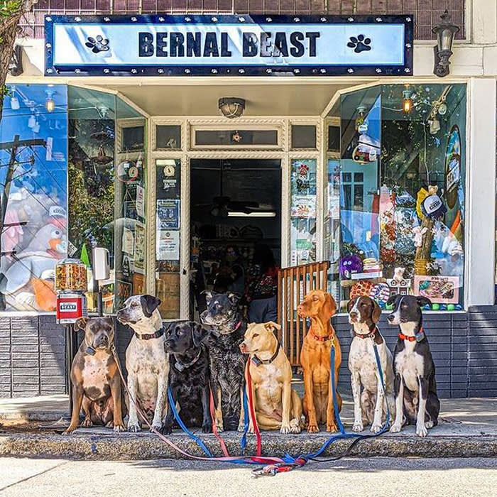 a group of 8 dogs stand on leashes outside Bernal Beast