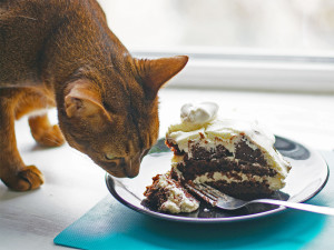 Cat sniffing a piece of chocolate cake.