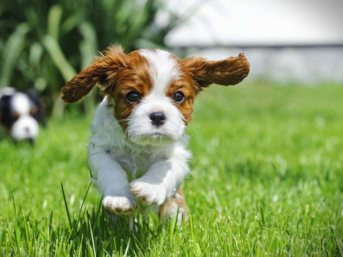 Cavalier King Charles spaniel puppy running in a garden
