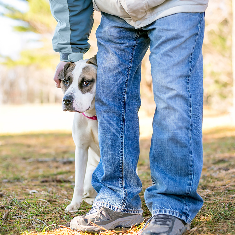 Cute dog hiding behind someone's legs outside.