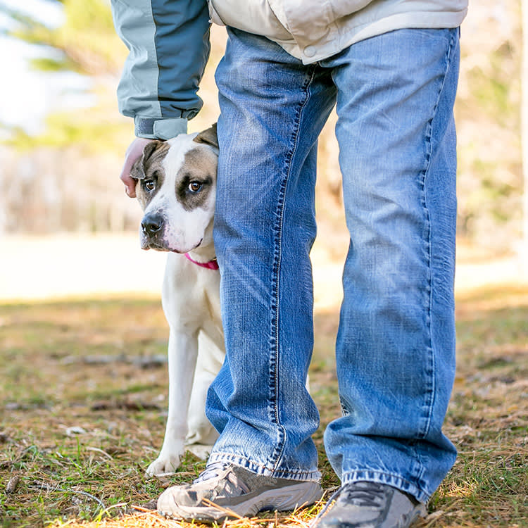 Cute dog hiding behind someone's legs outside.