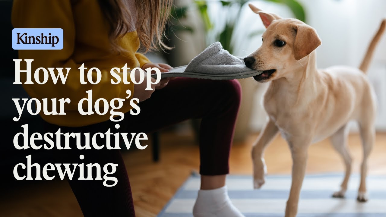 Why Is Your Dog Chewing? What It Means and How to Stop the Behavior